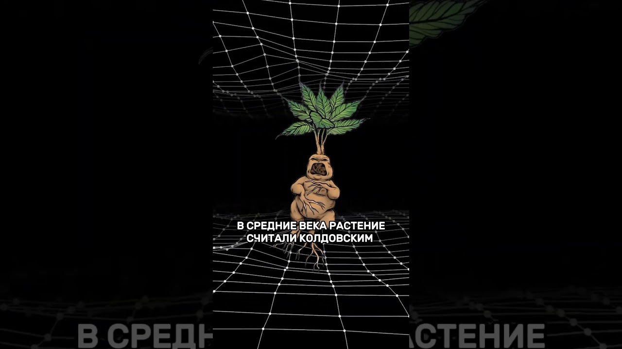 А вы знали, что мандрагоры существуют в реальности?