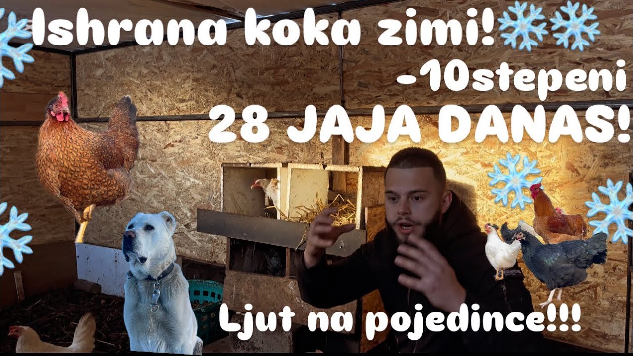Ishrana Koka Zimi 28 jaja(-10stepeni) Besplatni savjeti iz mog iskustva! Ljut na pojedince!