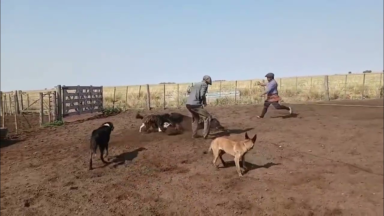 Lo mejor pialadas juan Arriscal 