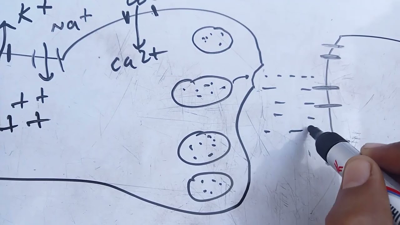 TYPES OF SYNAPSES