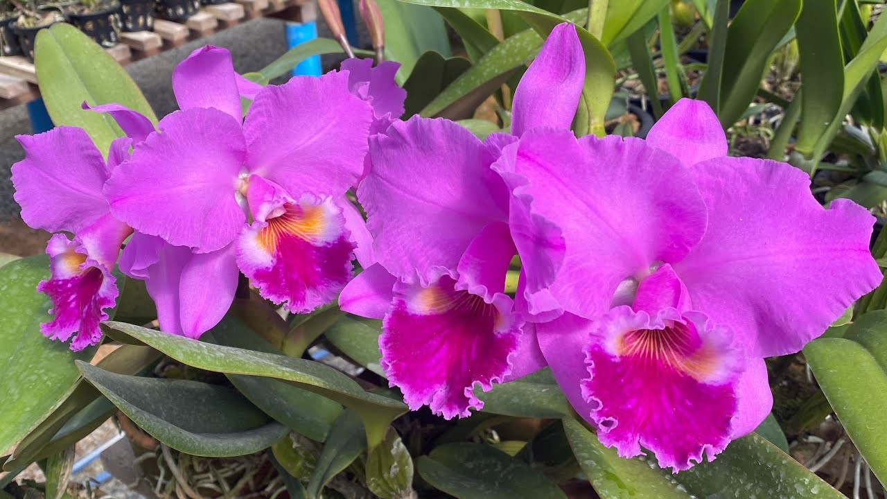 Cattleya Labiata: Floração e cultivo da rainha nordestina
