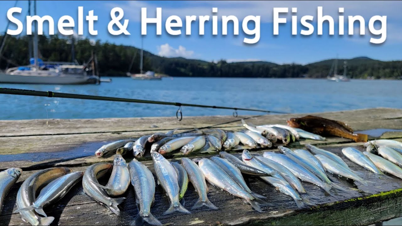Smelt Fishing and Herring Fishing in Puget Sound，WA. Caught Lumpenus Sagitta