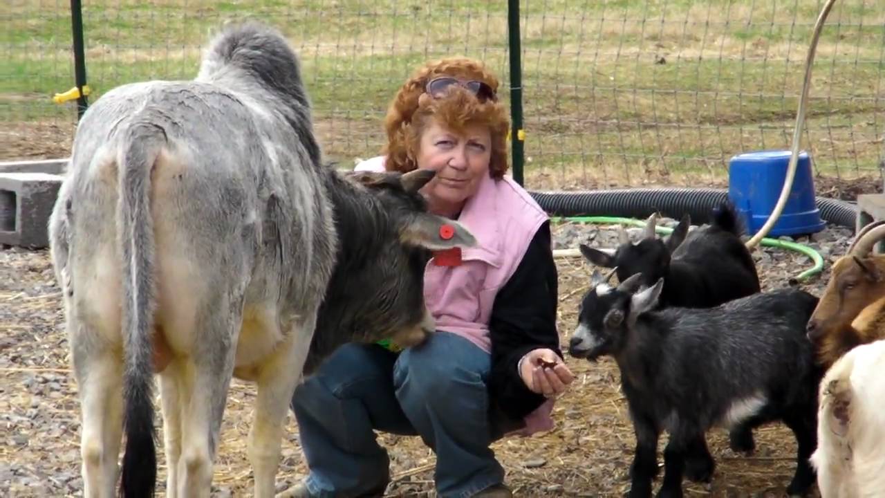 Ziggy the Zebu