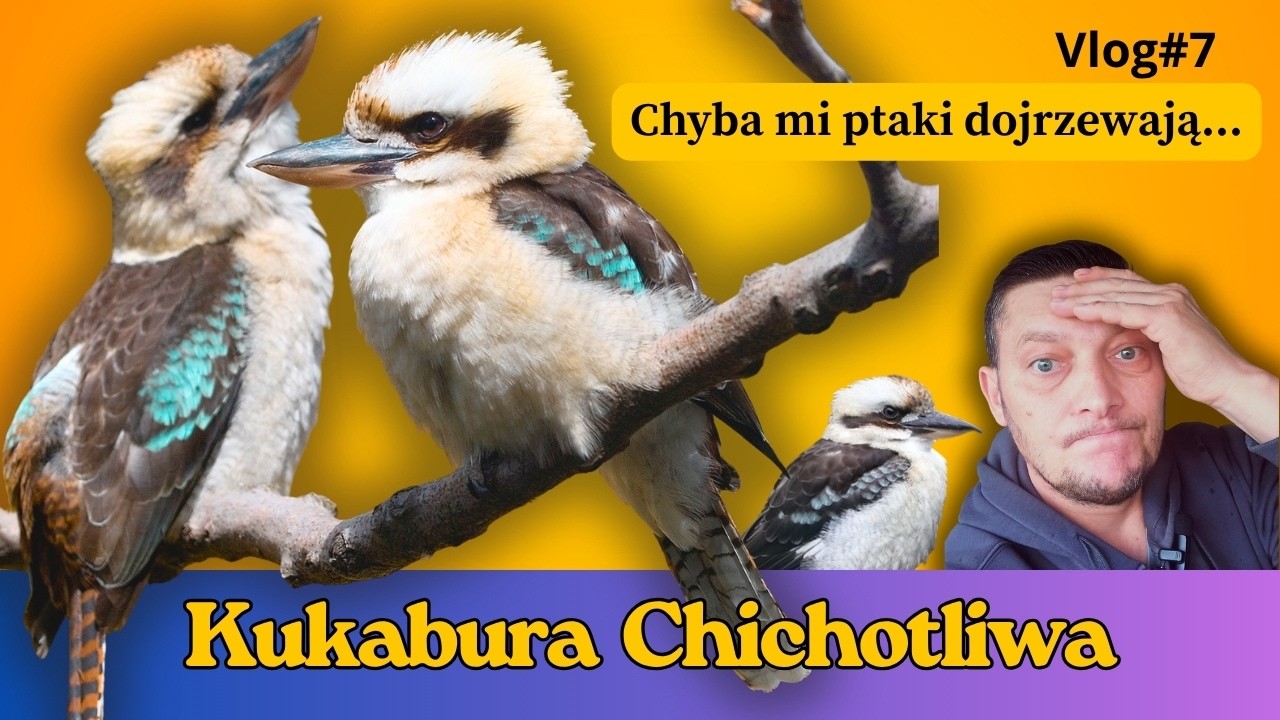 Kukabura chichotliwa# vlog#7. Zbyszek Walkowiak Papugi Moja Pasja