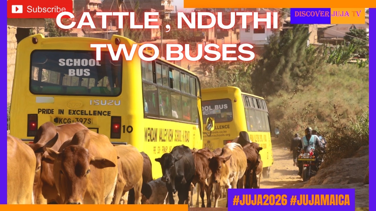 Cattle & Two Buses |Kenyatta Road-Murera Bridge | Discover Juja TV