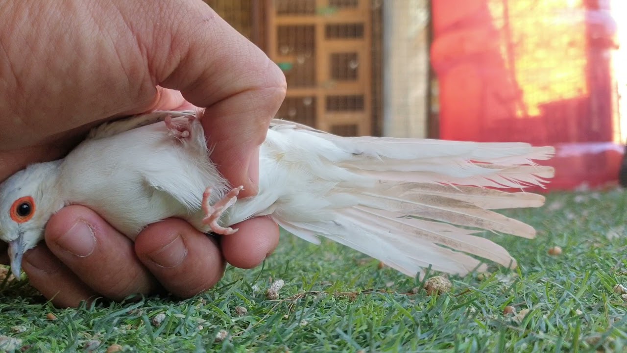 اسهل طريقه لتخصيب البيض