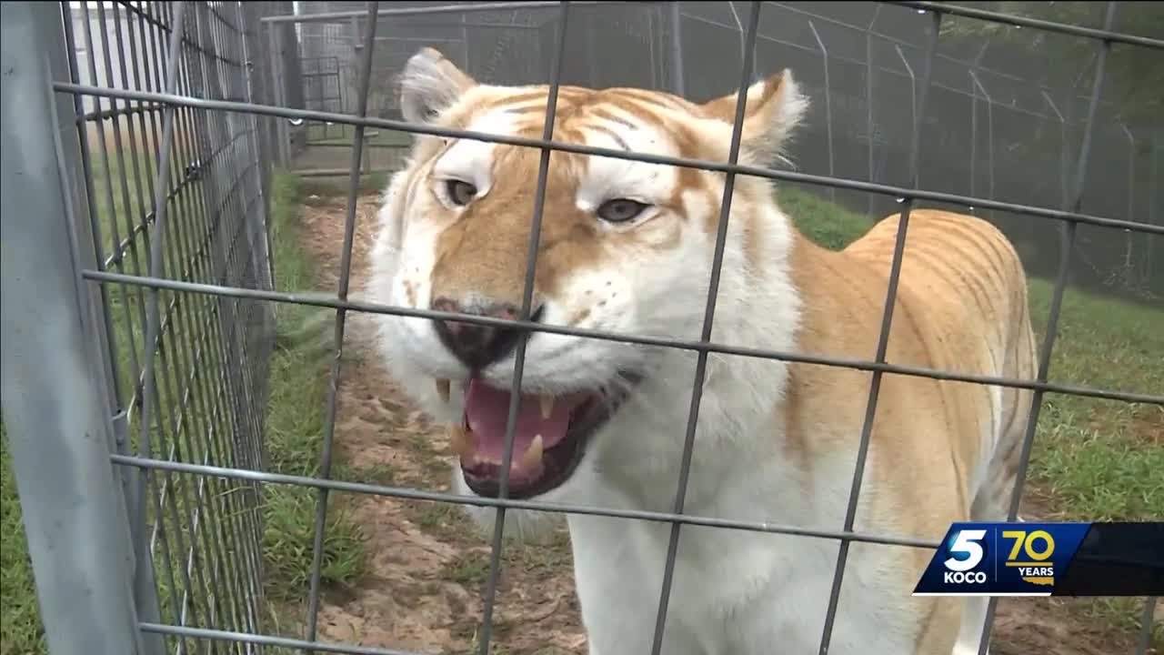 Looking at the sanctuary where the tigers from ‘Tiger King’ are now