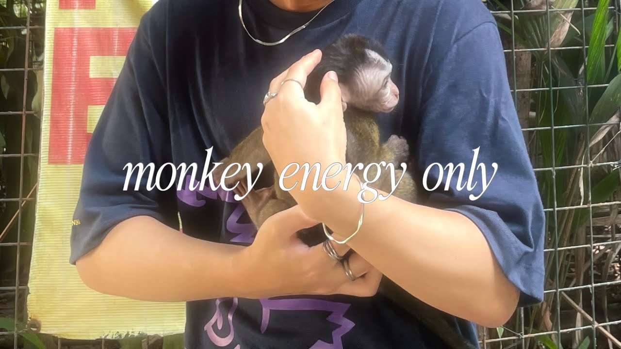 monkey energy only
