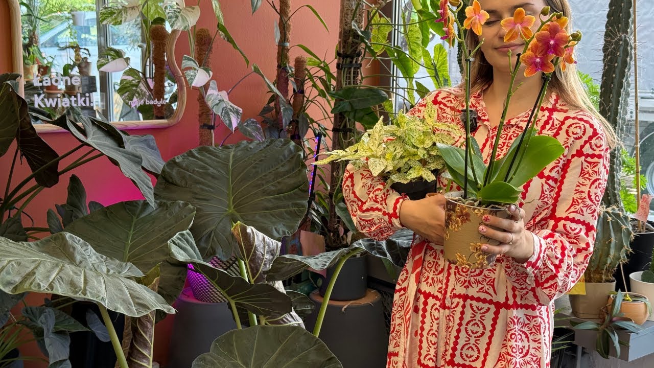 Kremowe/ żółte rośliny kolekcjonerskie! Monstera Burle Marx Flame , Monstera Thai Constellation 🧡🧡🆕