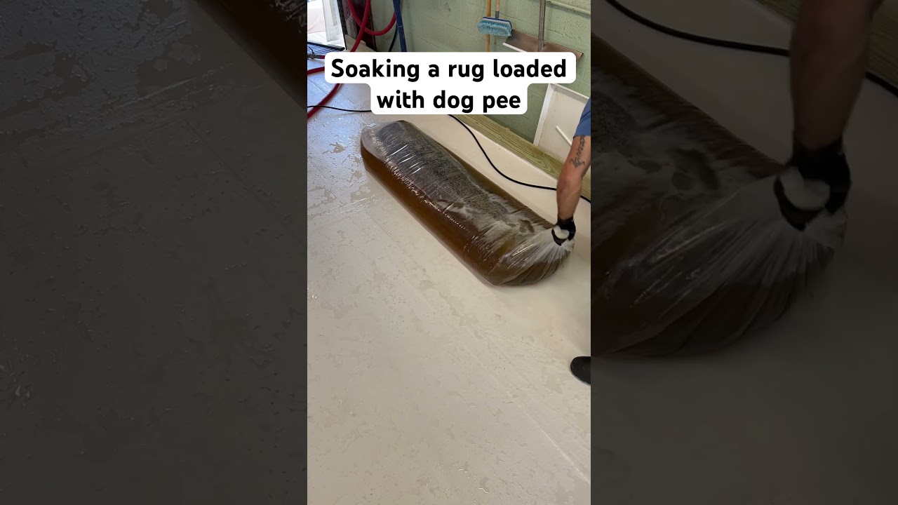 Another rug that&rsquo;s loaded with dog pee. This is being soaked in a solution before it gets cleaned