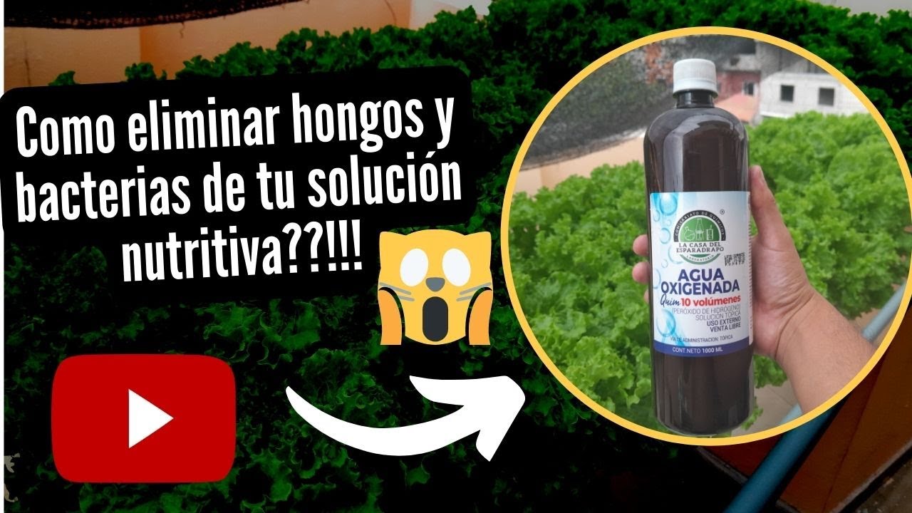 AQUI EL SECRETO para eliminar los hongos de tus lechugas!!!
