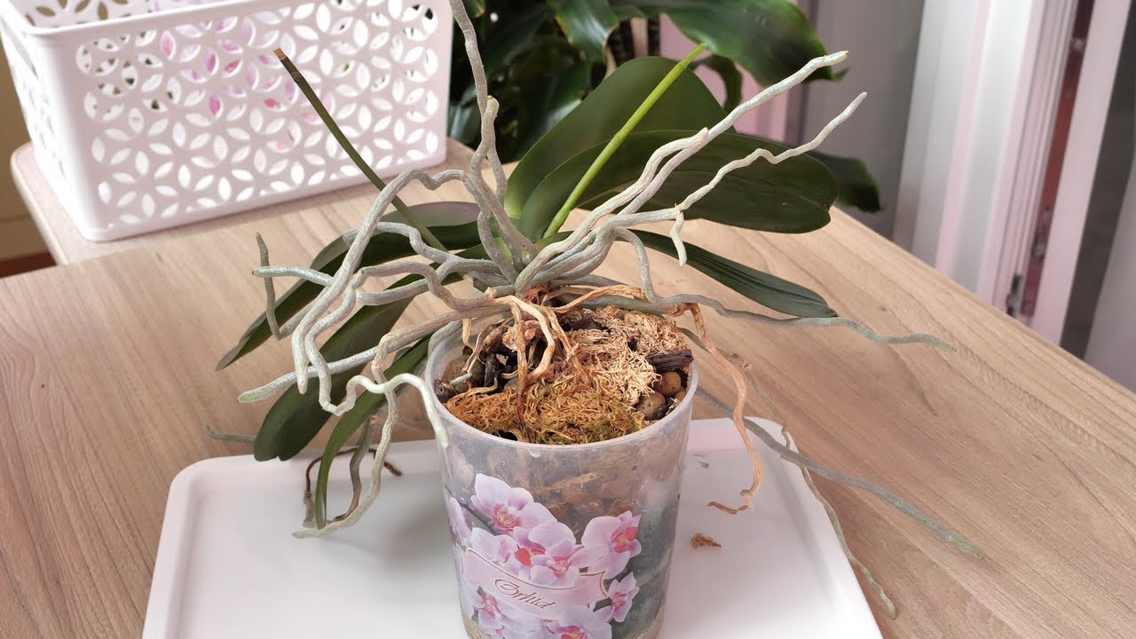 Она ко мне ВЕРНУЛАСЬ! ТАК БЫВАЕТ! ФАНТАСТИКА ИЗ НИЧЕГО.