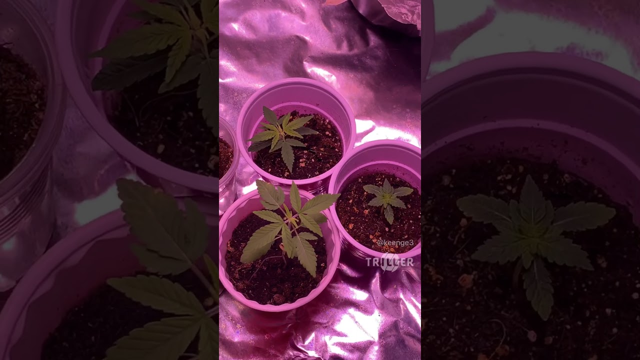 Day 18 First Cannabis Grow 2019