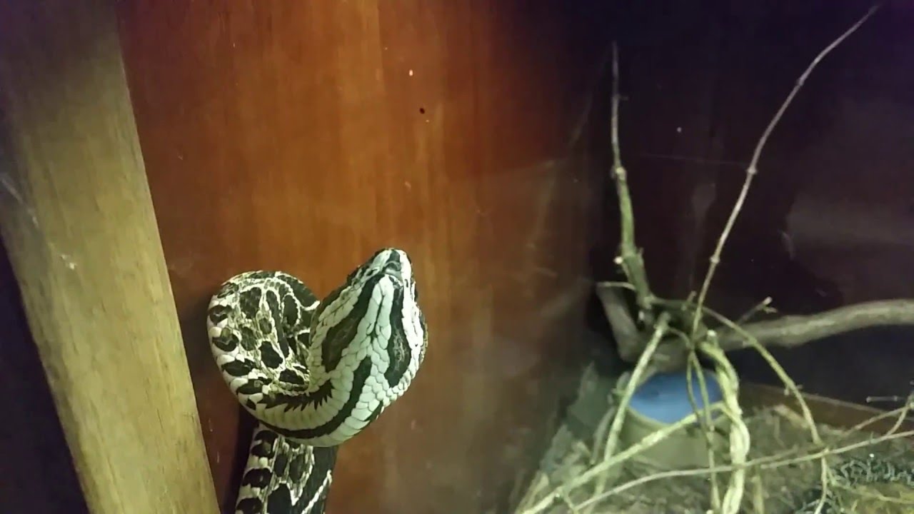 Urutu, Bothrops alternatus