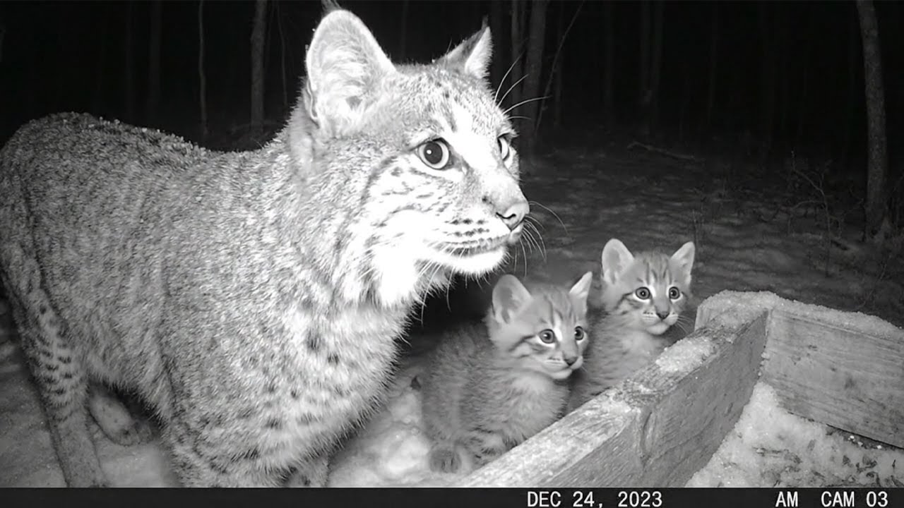 The Bobcat Came at Night. But She Wasn’t Alone…