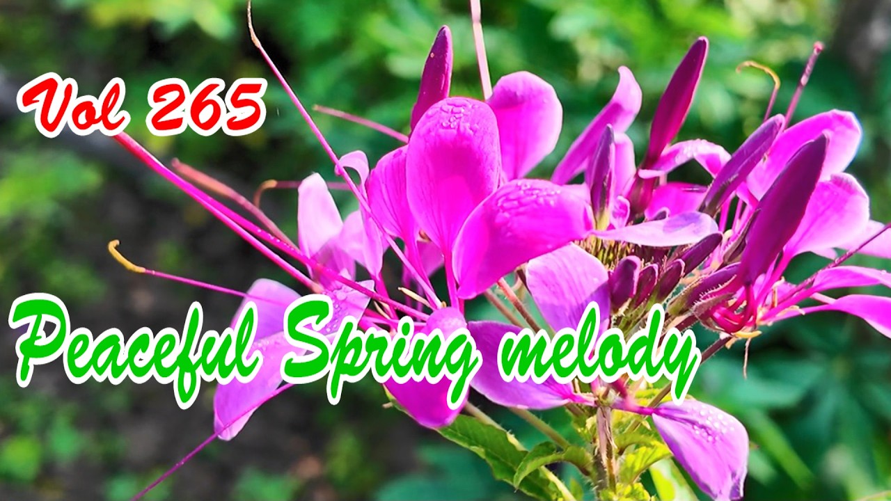 Peaceful spring melody, Relaxing instrumental music beautify your soul, vol 265