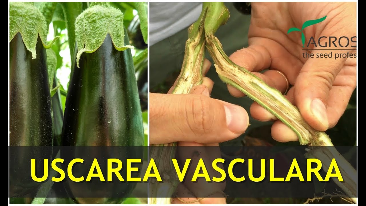 Uscarea vasculară la vinete - Verticilioză, daune, trantamente, sfaturi practice