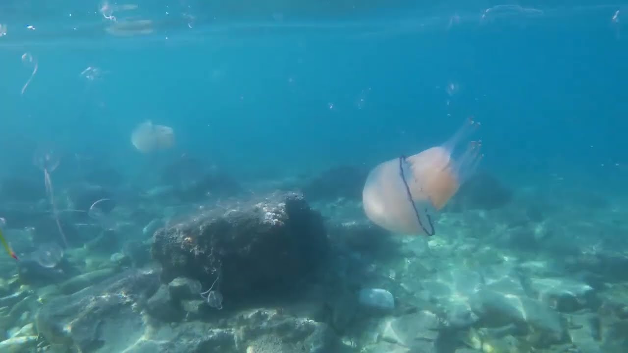 Meduze in rebrače v našem morju