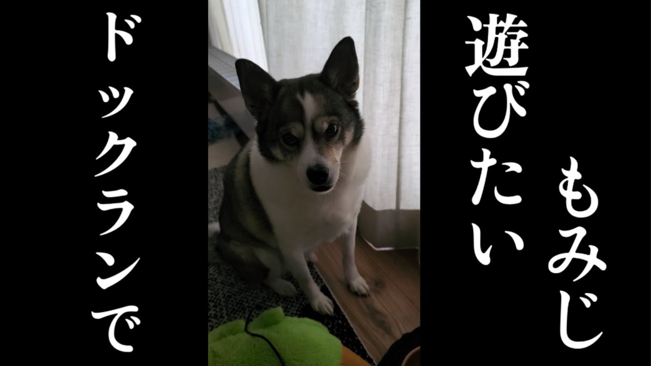 【ドックラン】春が待ちきれない？雪が溶けるのを待っています！