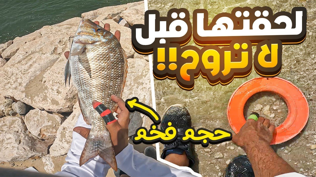اقوى سمكه اواجها في حياتي وجب التنويه