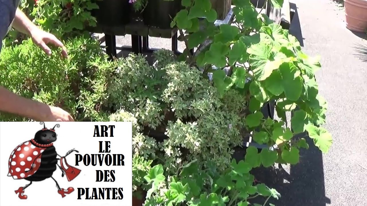 chaine  Jardinage:  pelargonium(odorant) grey lady plymouth: Comment faire une bouture:  (Géranium)