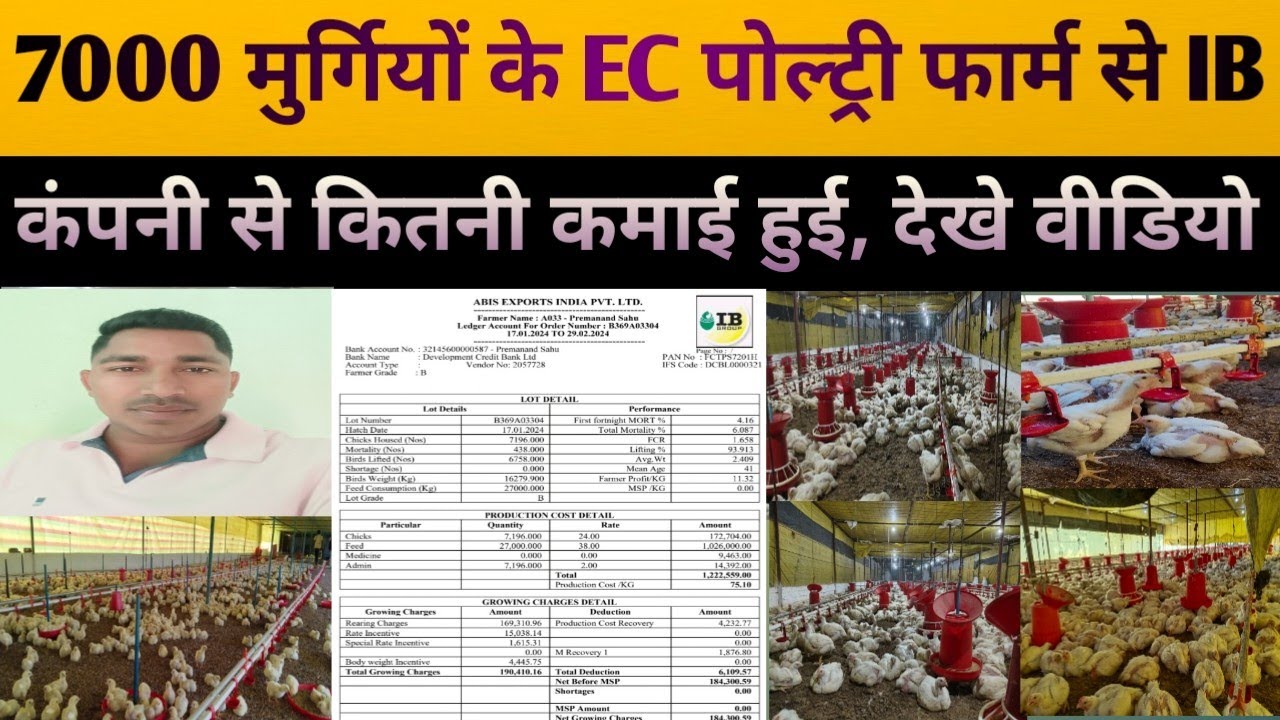 IB कंपनी से पहले बैच में 7000 मुर्गियो से EC पोल्ट्री फार्म में कितनी कमाई हुई, Poultry Zone equipme