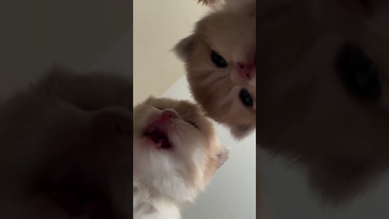 #cat #cute #catshorts #animals #funnycats #funny #kitten #pets