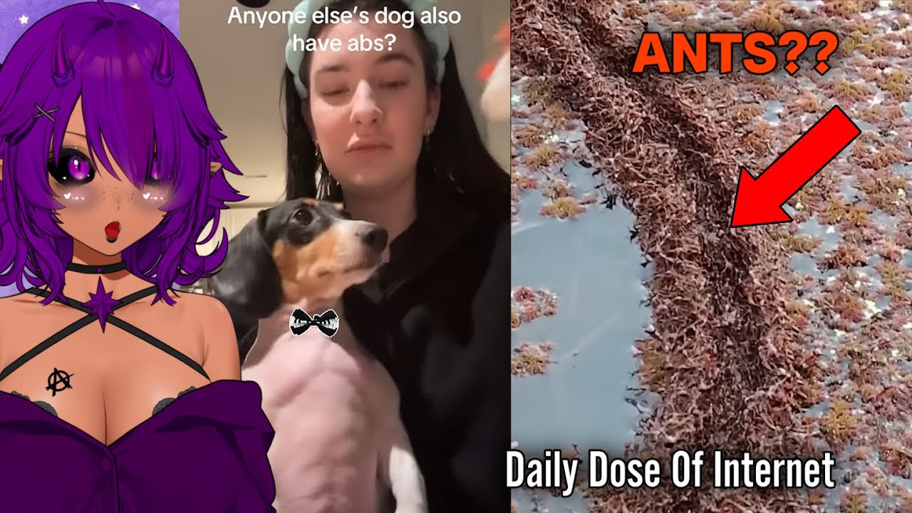 Daily Dose of VeeVee #3