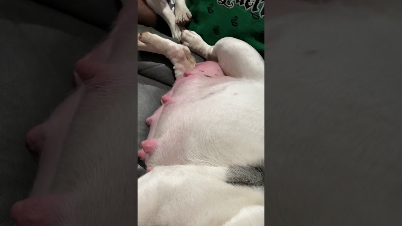 Pregnant English Bulldog rare Colored Merle blue Tri puppies coming