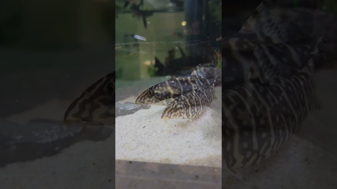 Meet the Zebra Loach: Tiny Stripes, Big Personality