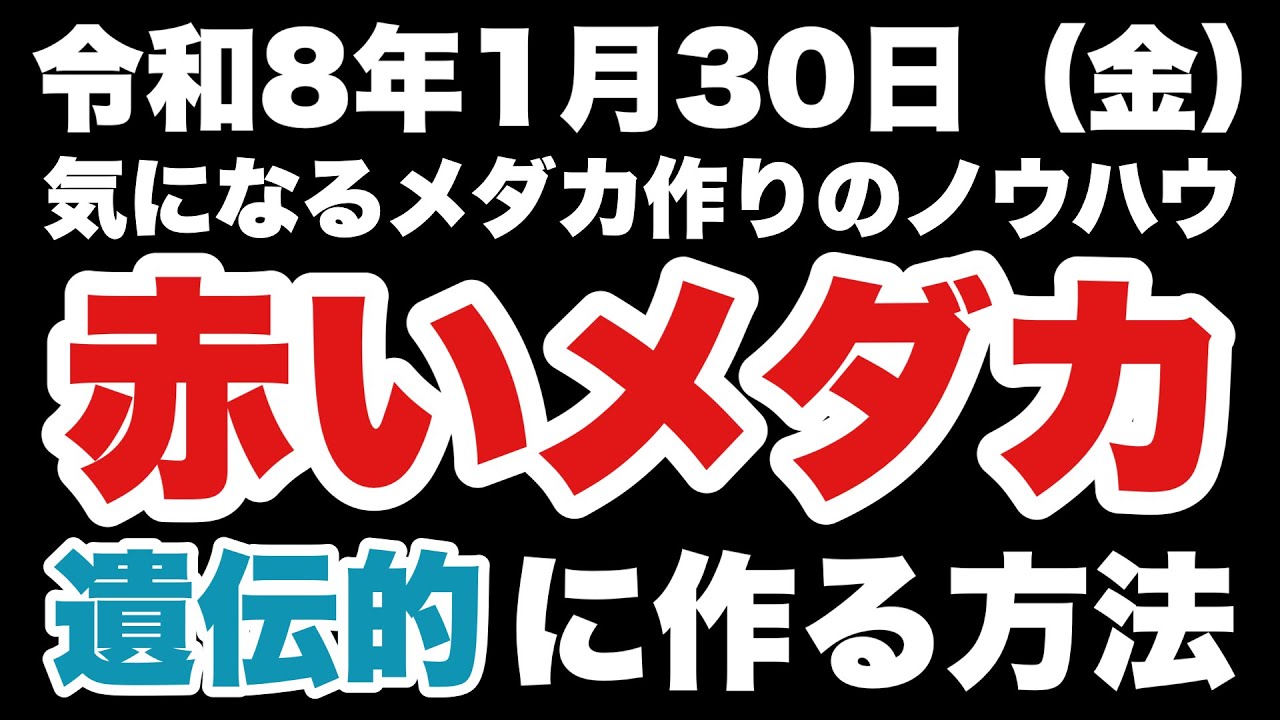【めだか】赤いメダカを遺伝に作る方法…めだか沼2026.1.30