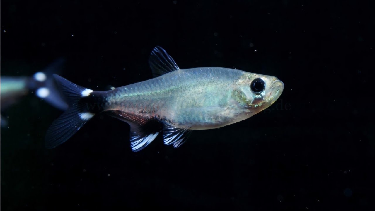 Aphyocharax nattereri - Schwanzflecksalmler