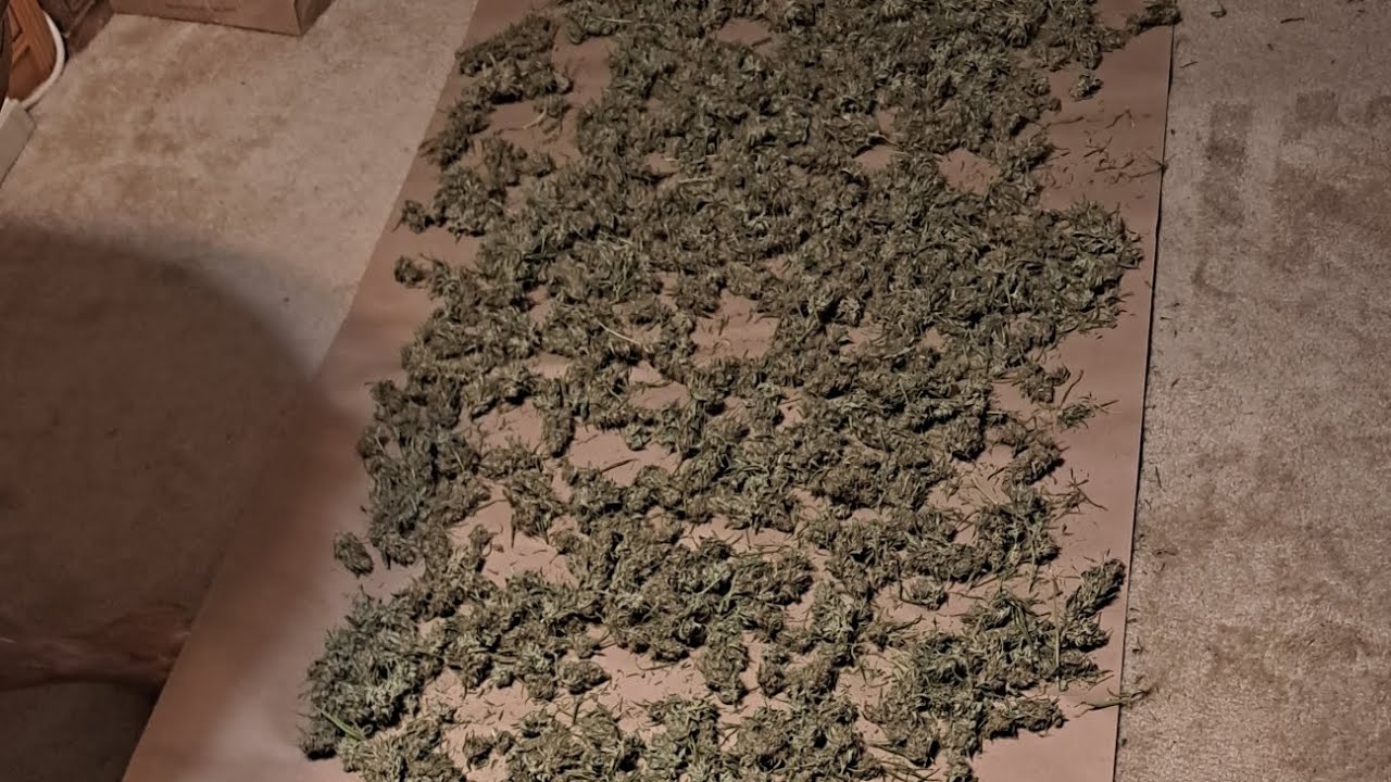 how to manicure cannabis with a paper bag