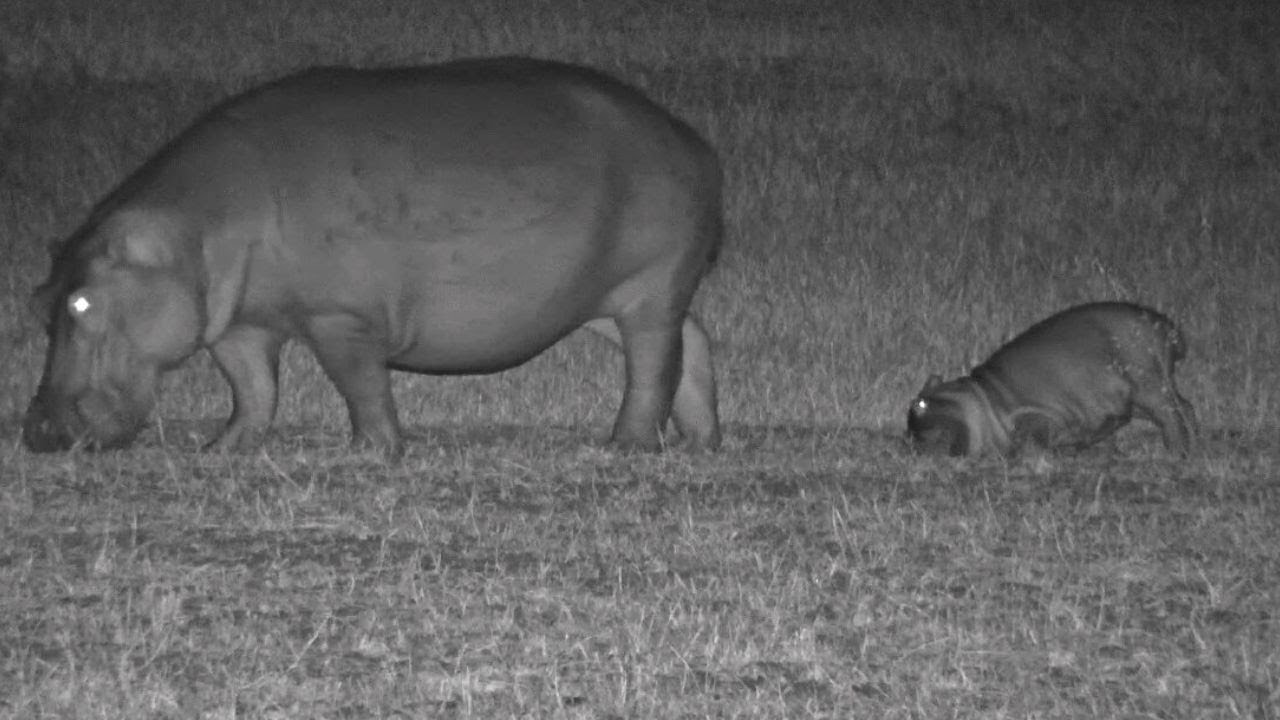 Baby Hippo Gets Bored