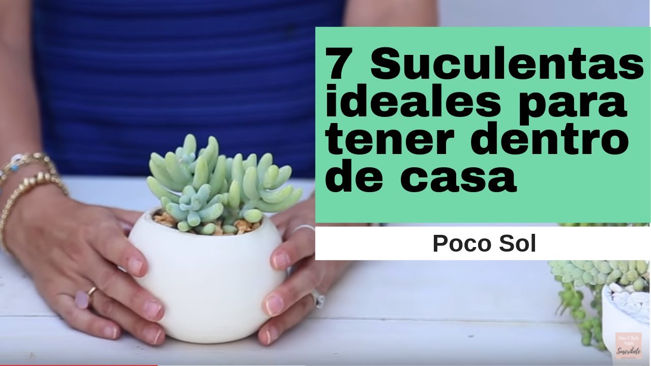 7 Suculentas de semi sombra