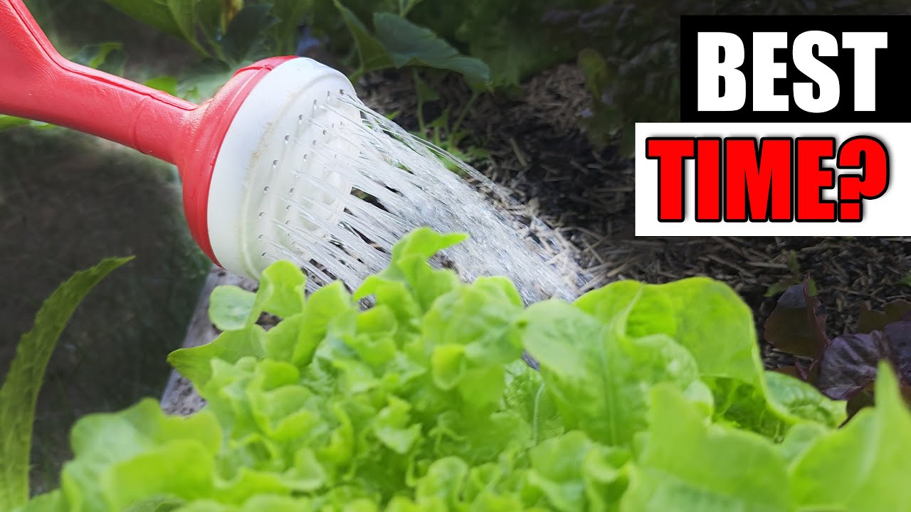 Best Time To Water - Garden Quickie Episode 157