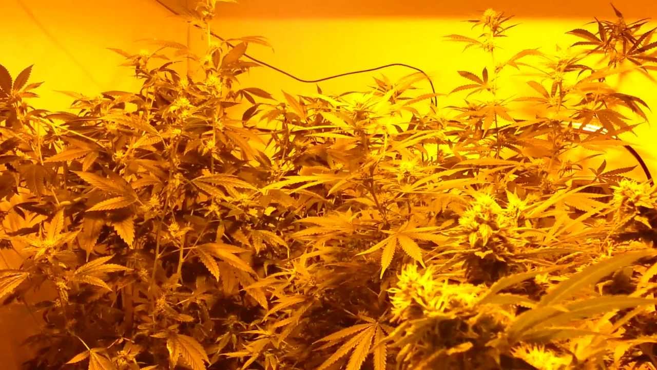 600 Watt Indoor Variety Grow part 2