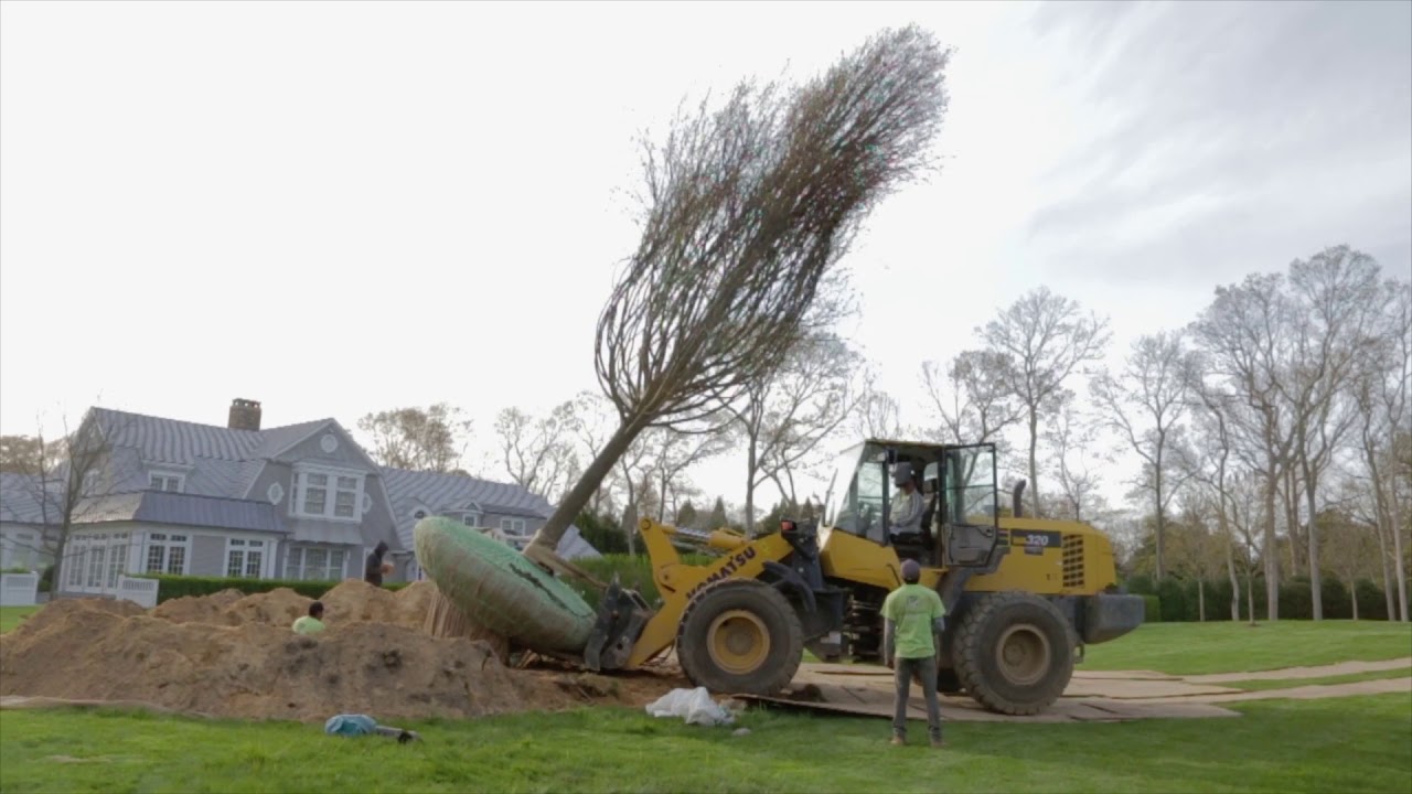 Michael Derrig on Moving Large Caliper Trees
