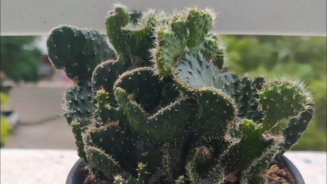 BEYİN KATÜS / Opuntia cylindrica cristata / Bakımı / Çoğaltma
