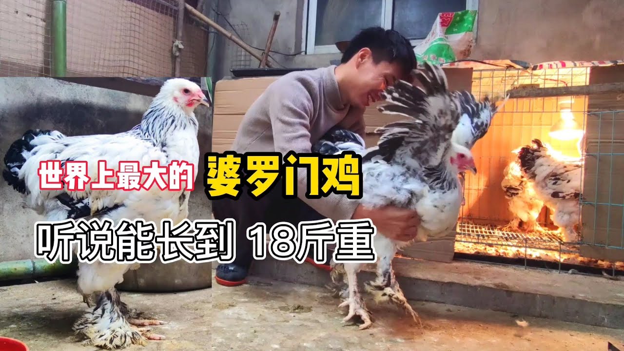 世界上最大的婆罗门鸡，成年后体型堪比小孩高，这是真的吗