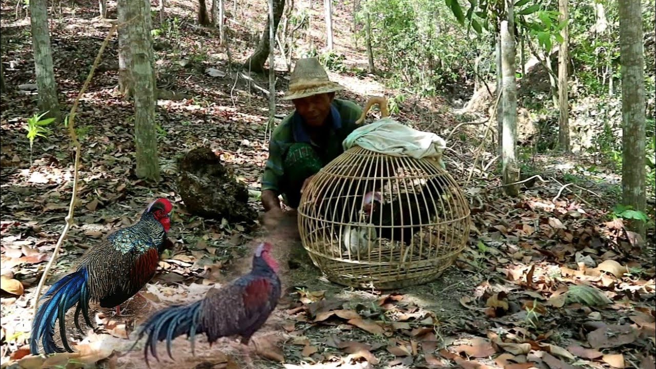 Pakan alami ayam hutan hijau yang jarang di ketahui banyak orang