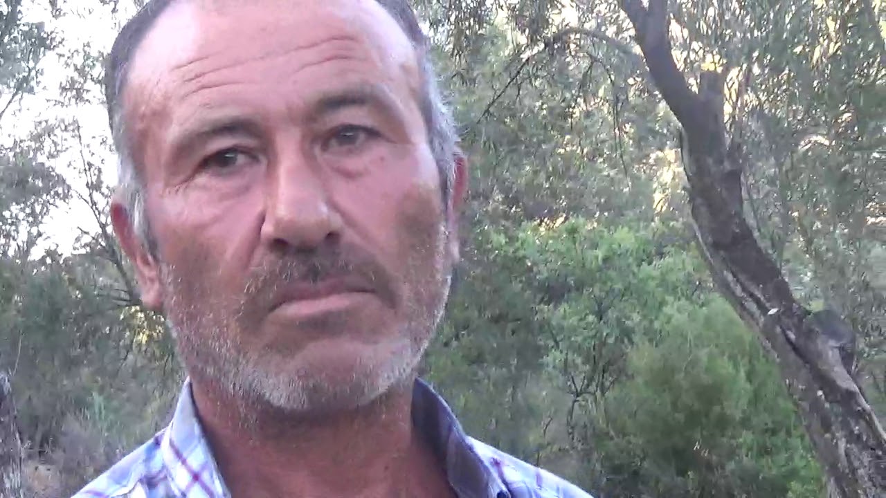 Bergama Öksüzler - Susuz Kayalık Arazideki Yaşlı Yorgun  Odunluk  Zeytin Ağaçlarını Gençleştirme
