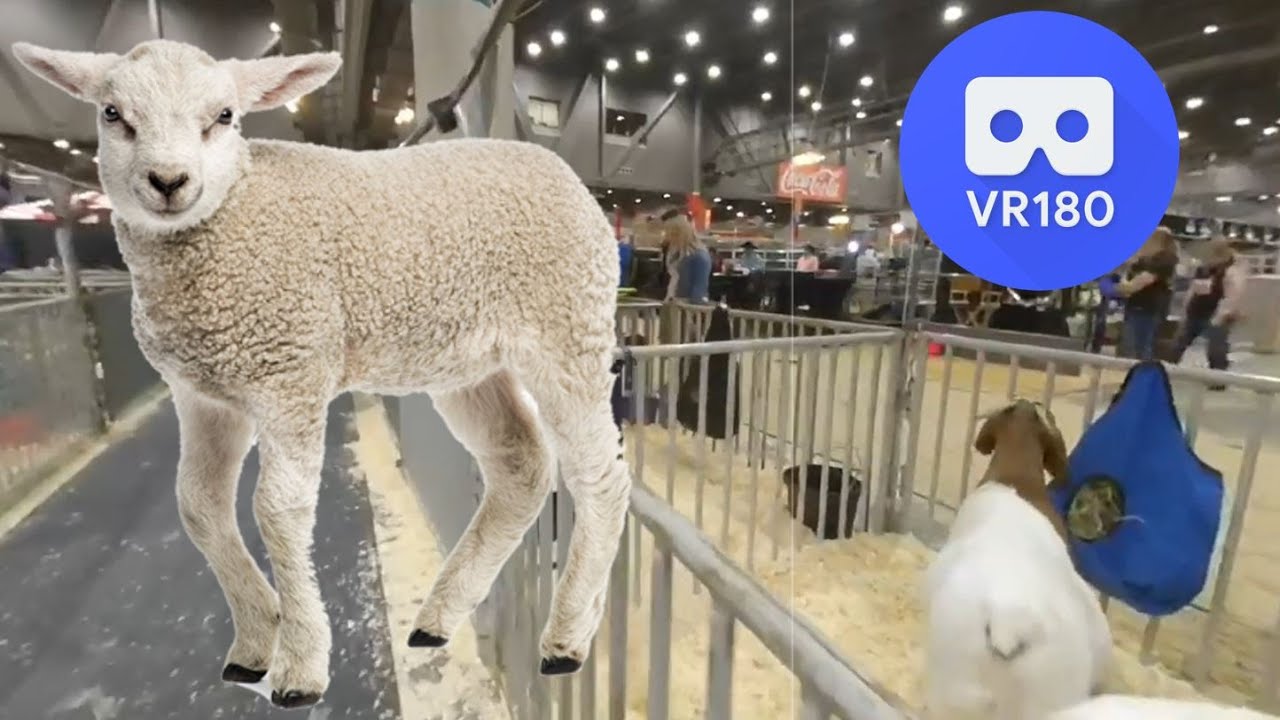 Lamb Stalls VR180 3D 4K, Houston Livestock Show & Rodeo - NRG Center - Houston, TX USA