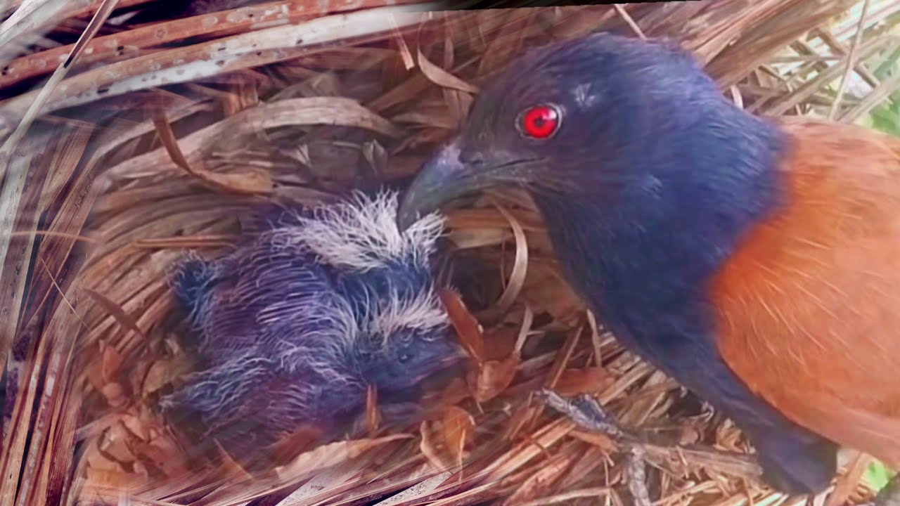 SALAH TEMPAT ANAK BURUNG JARANG DIBERI MAKAN