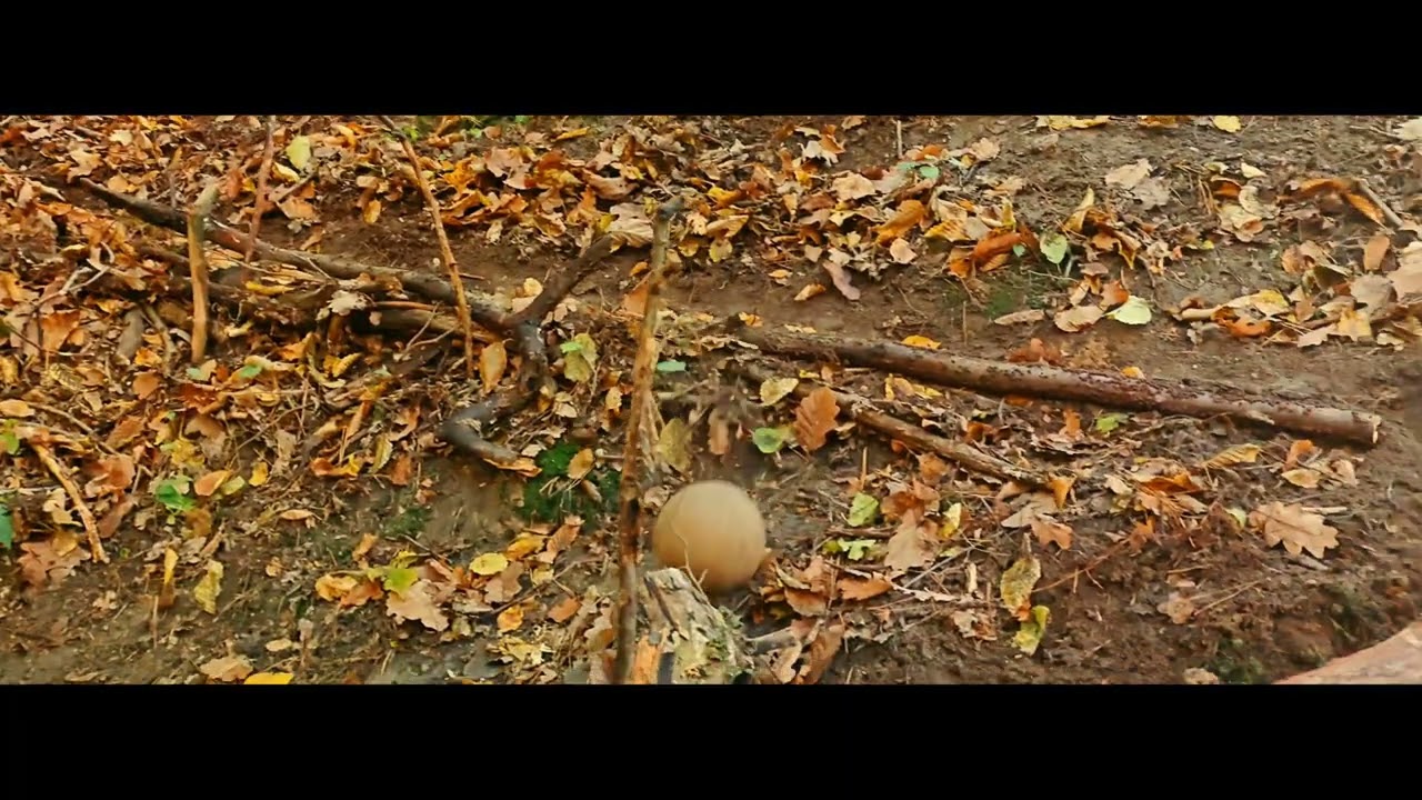 Dolina Grzybowska 20.10.2024