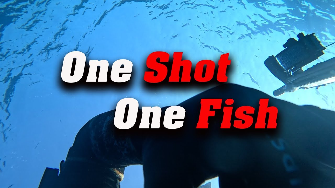 One Shot One Fish DENTEX [ michele giurgola ]