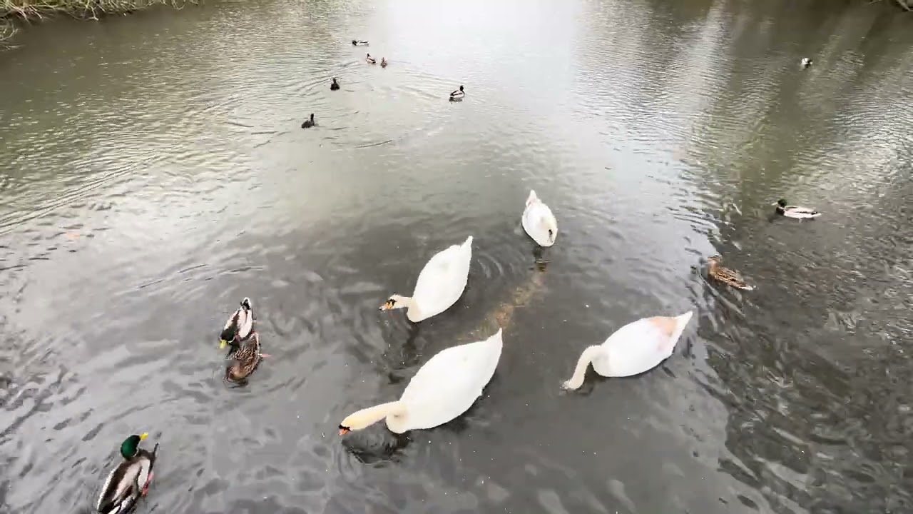 Mute Swan Daddy Drago Family Update 