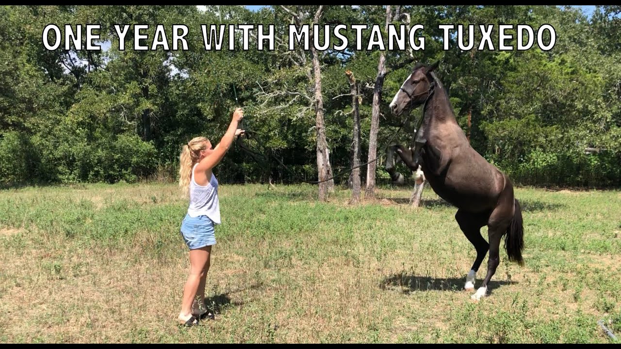 One Year With Mustang Tuxedo