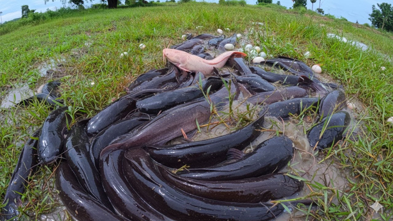 Unbelievable Catch: Pink Catfish vs. Giant Black Catfish