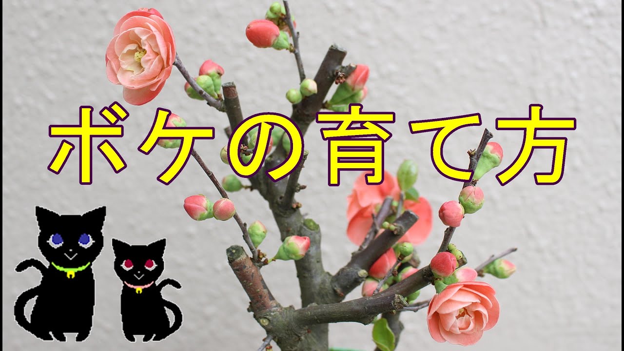 ボケ（木瓜）の育て方